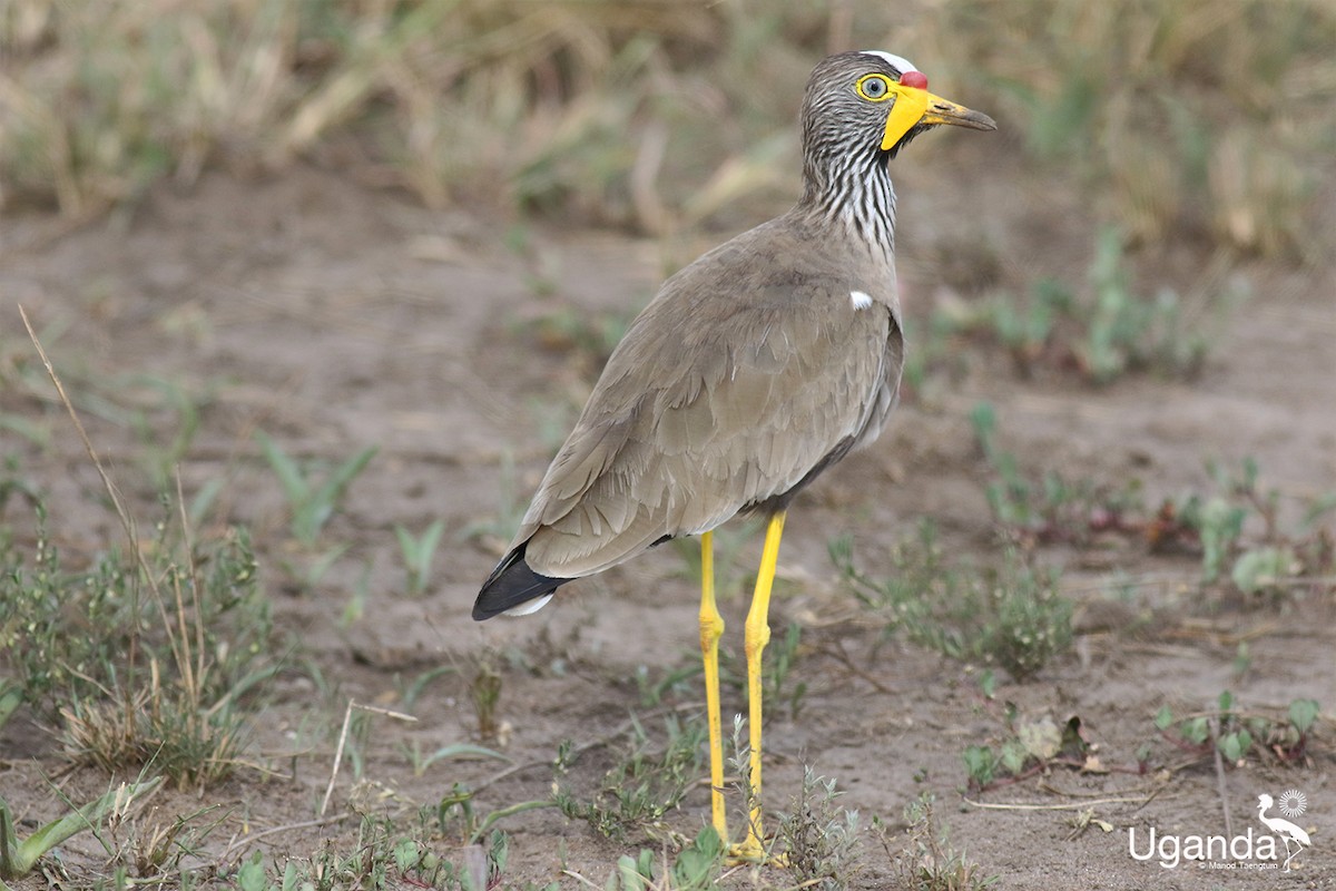 Wattled Lapwing - ML645435548