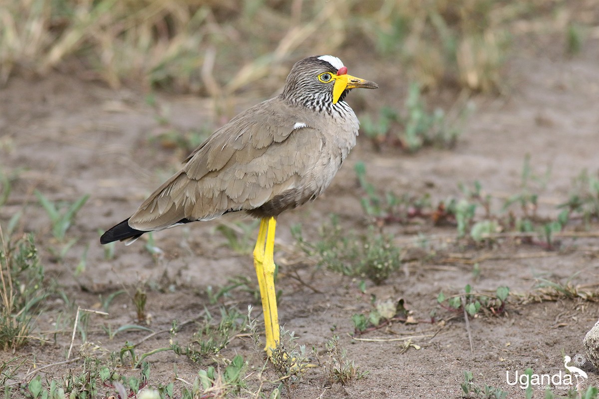 Wattled Lapwing - ML645435549