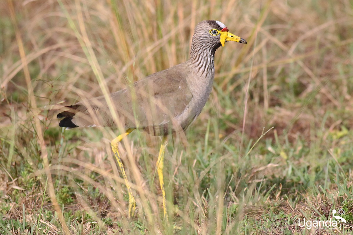 Wattled Lapwing - ML645435550
