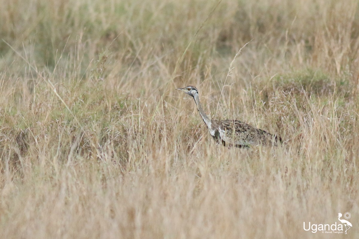 Black-bellied Bustard - ML645435552