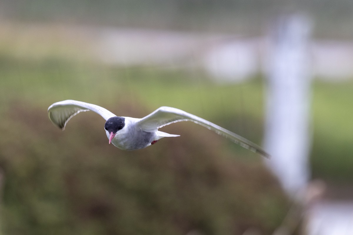 Whiskered Tern - ML645435554