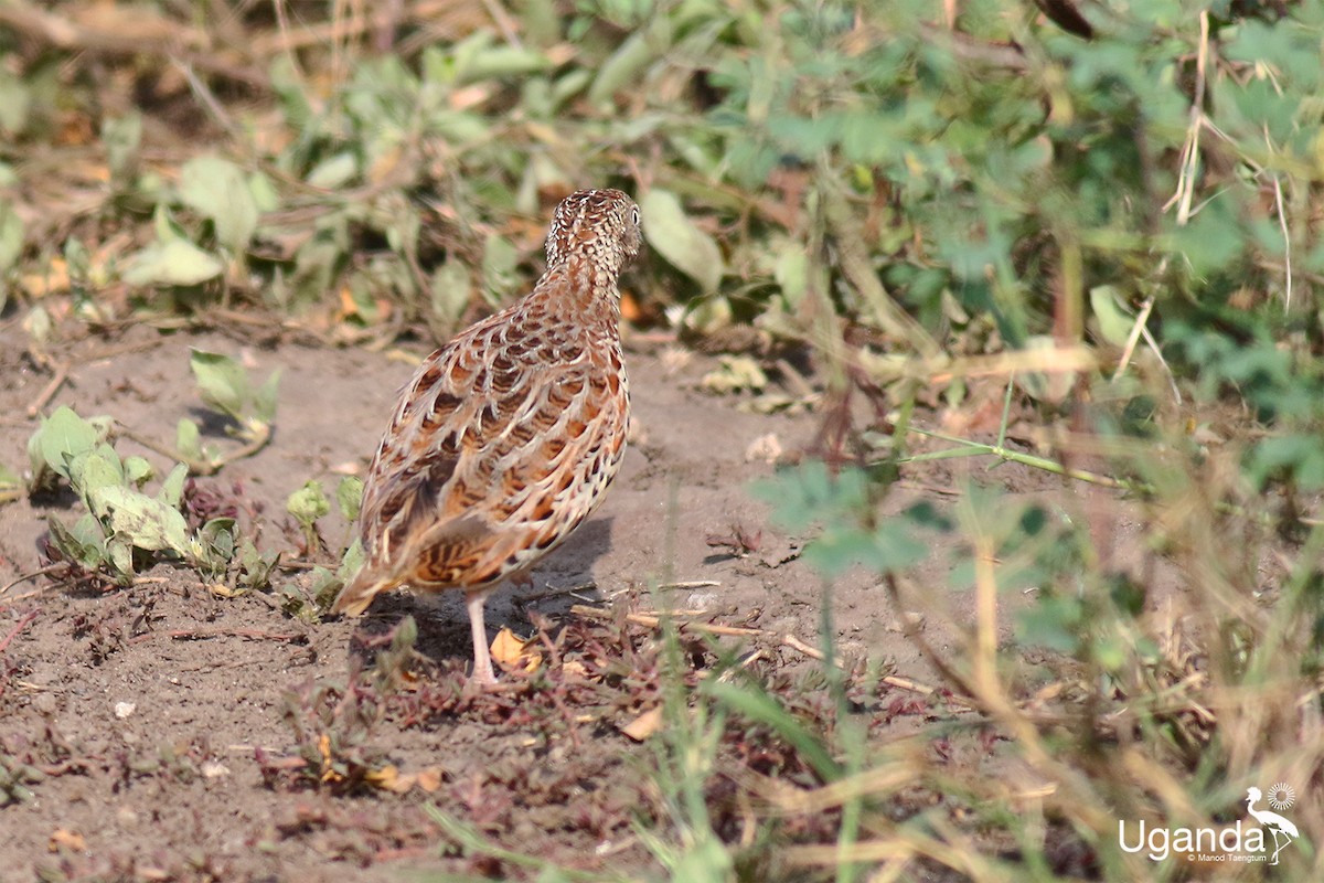 Small Buttonquail - ML645435556
