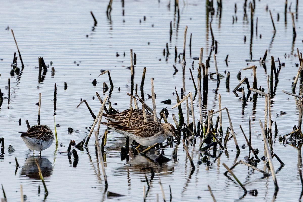 Sharp-tailed Sandpiper - ML645435558