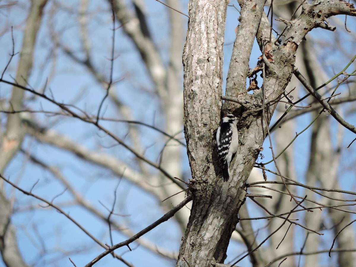 Downy Woodpecker - ML645435559