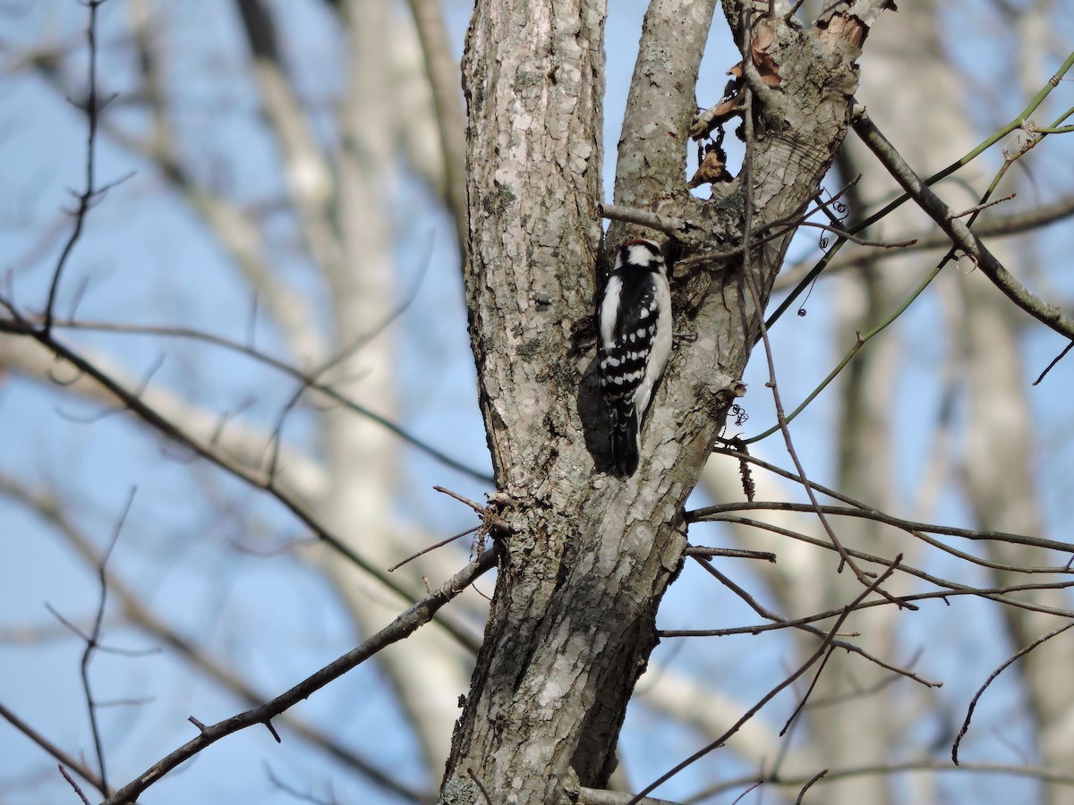 Downy Woodpecker - ML645435561