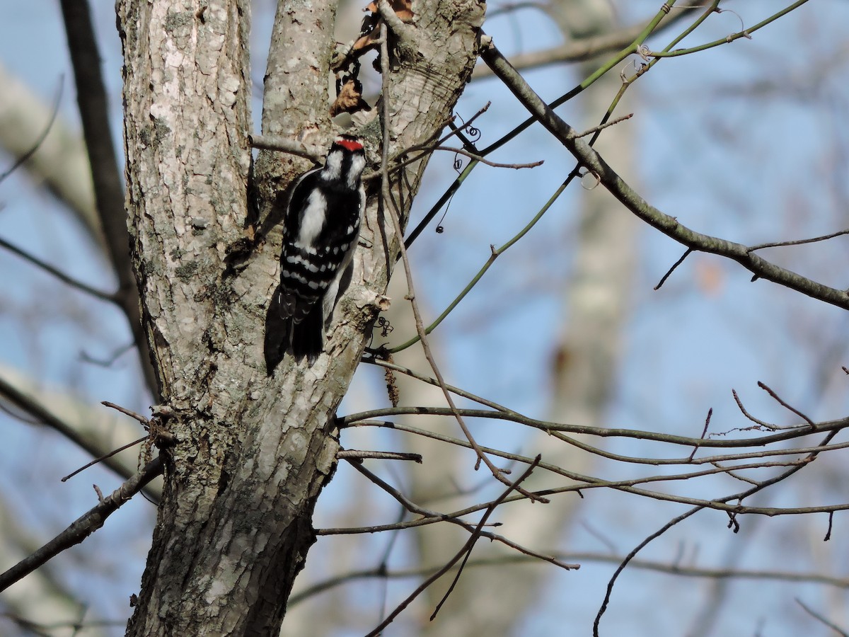 Downy Woodpecker - ML645435562