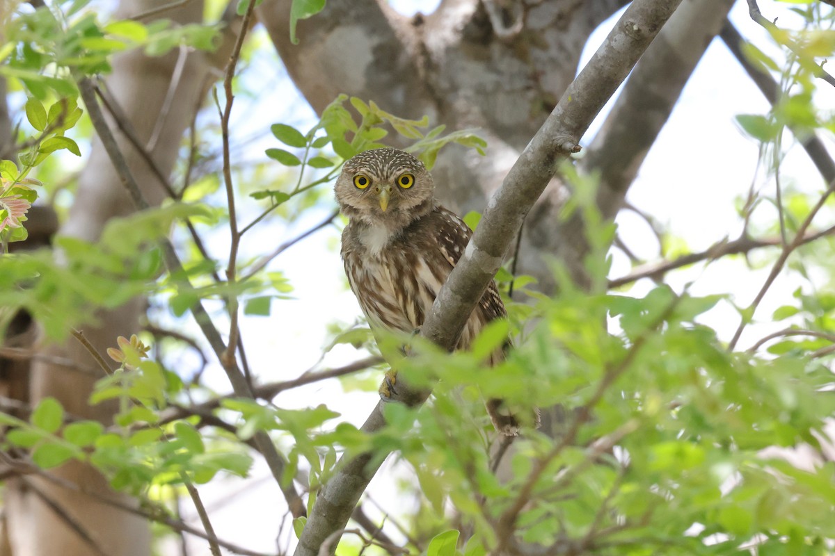Ferruginous Pygmy-Owl - ML645435563