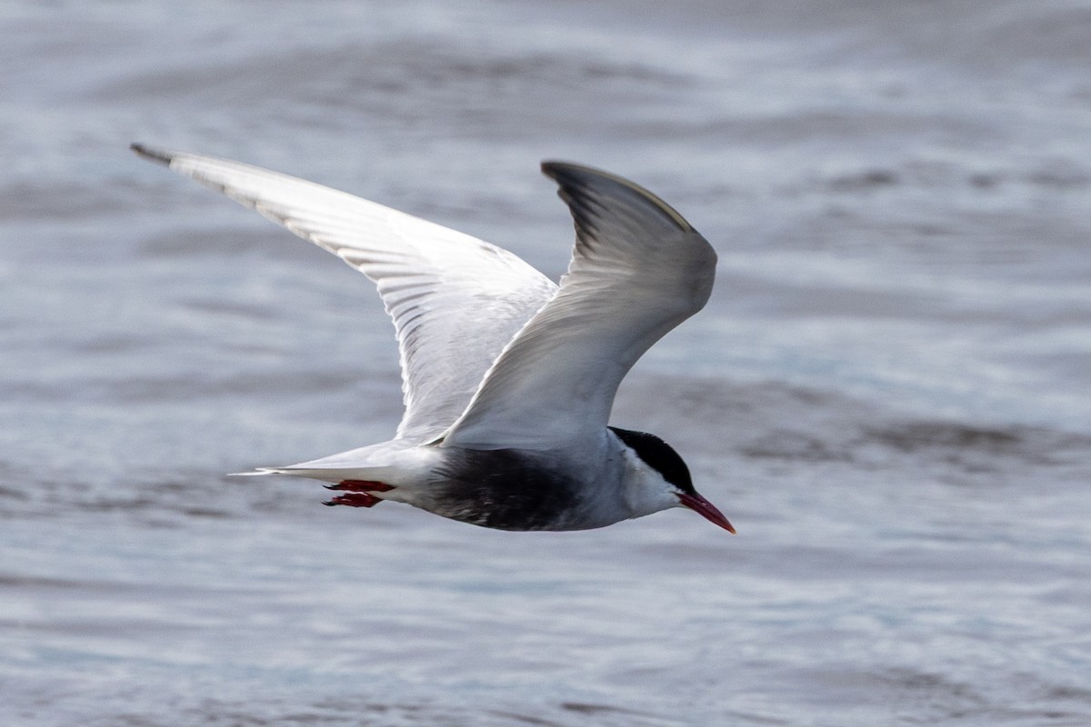 Whiskered Tern - ML645435564