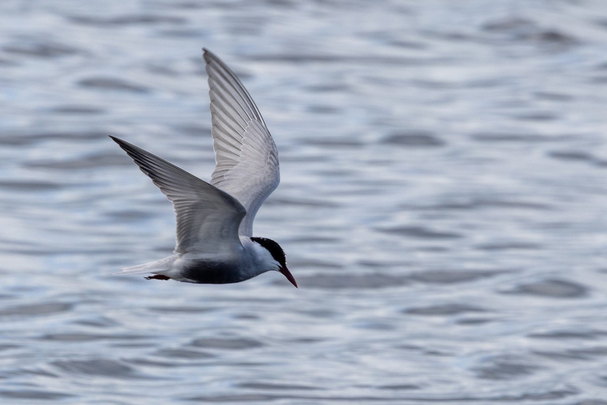 Whiskered Tern - ML645435565