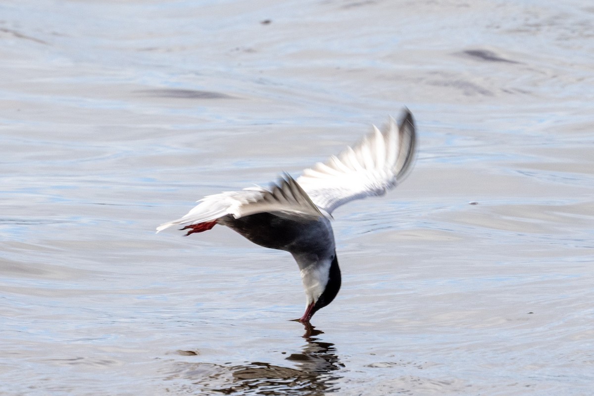 Whiskered Tern - ML645435566