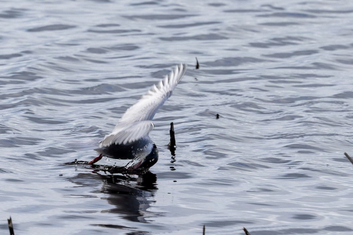 Whiskered Tern - ML645435567