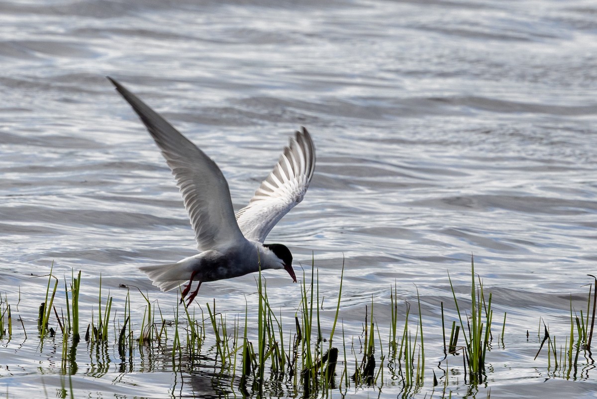 Whiskered Tern - ML645435568