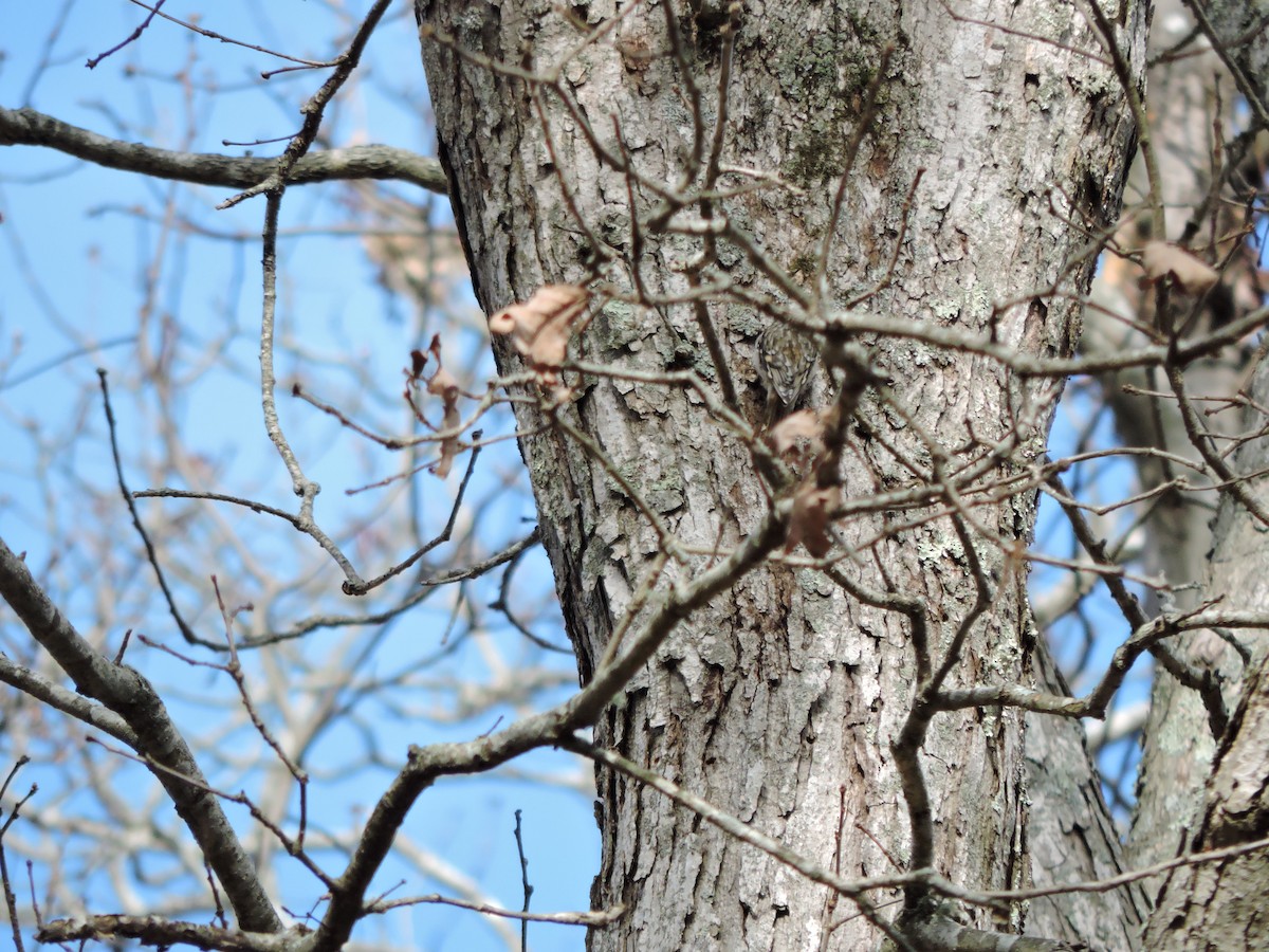 Brown Creeper - ML645435569