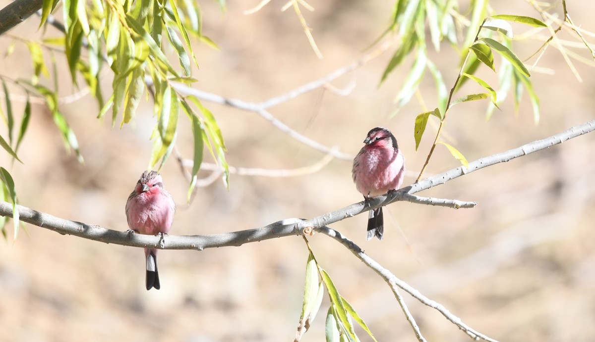 Pink-rumped Rosefinch - ML645435570