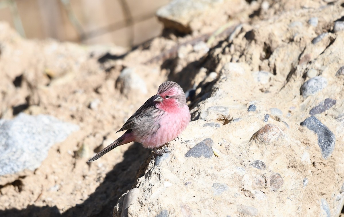 Pink-rumped Rosefinch - ML645435571