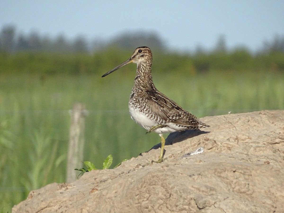 Pantanal Snipe - ML645435572