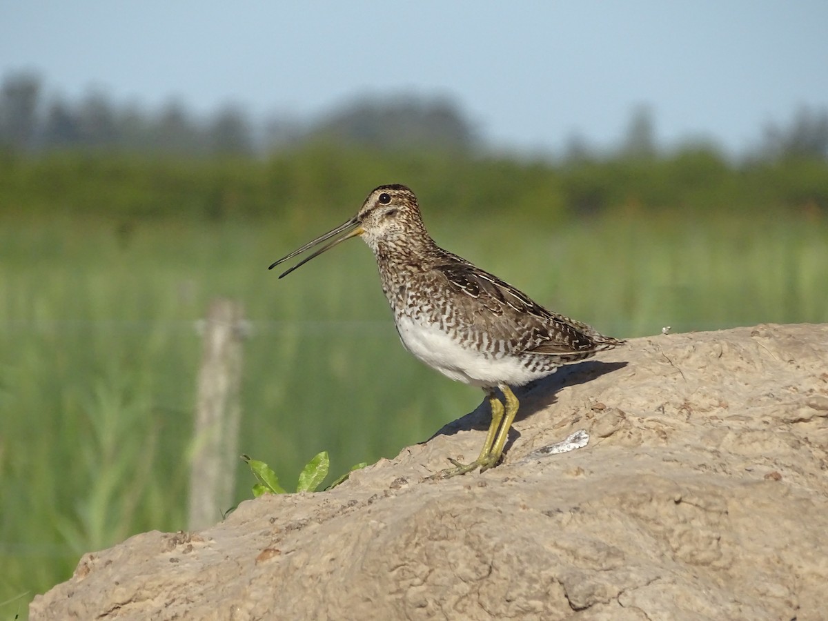 Pantanal Snipe - ML645435573