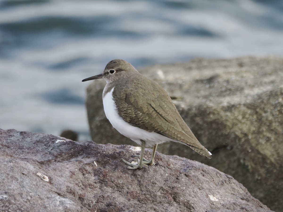 Common Sandpiper - ML645435574
