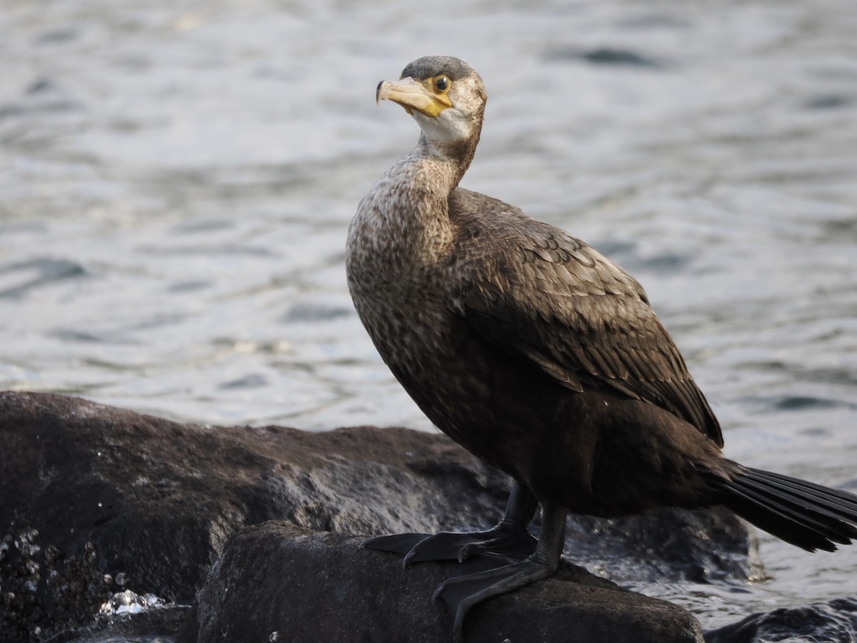 Japanese Cormorant - ML645435575