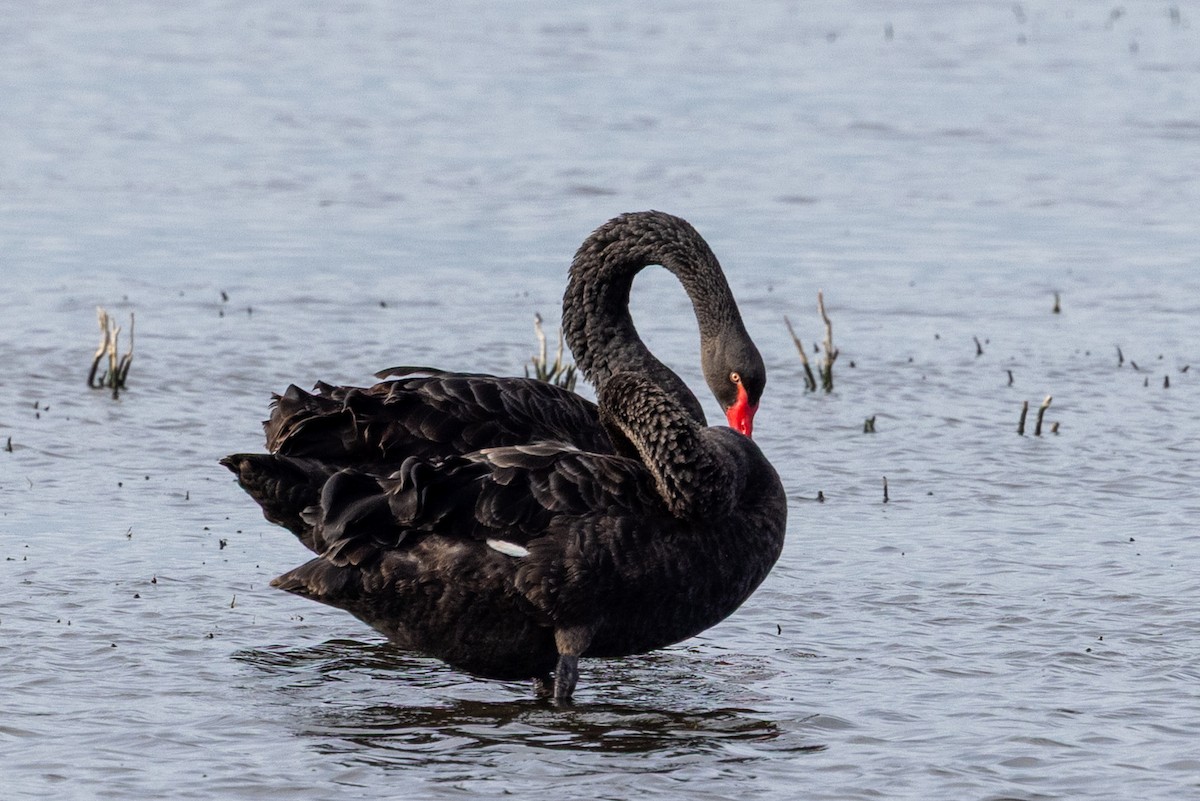 Black Swan - ML645435576