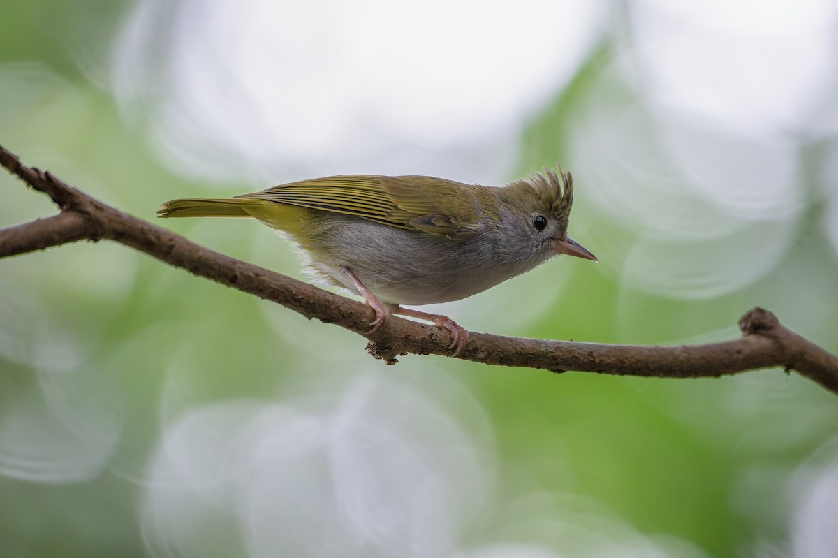 White-bellied Erpornis - ML645435577