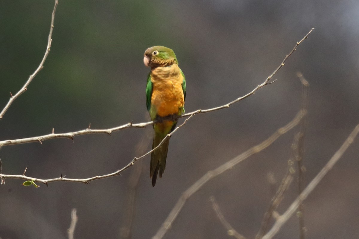 Cactus Parakeet - ML645435578