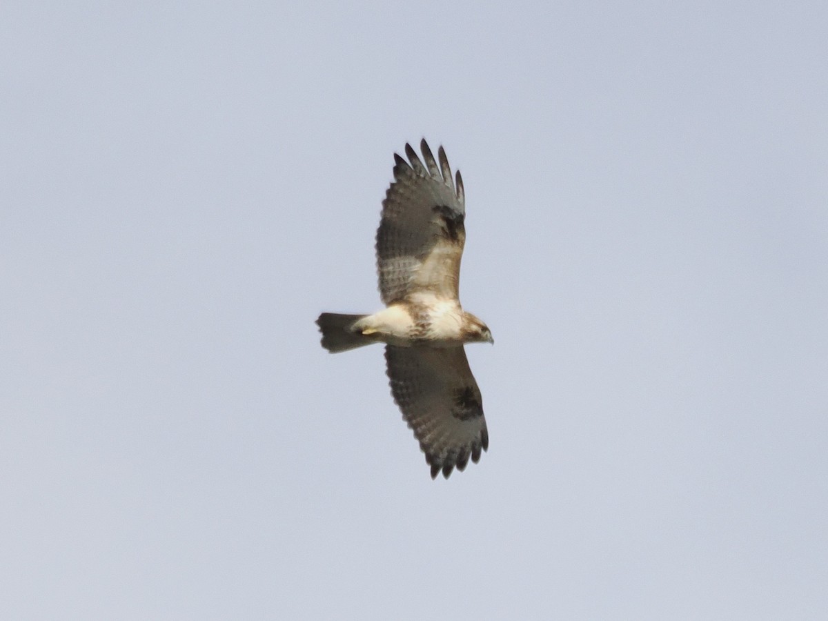 Eastern Buzzard - ML645435579