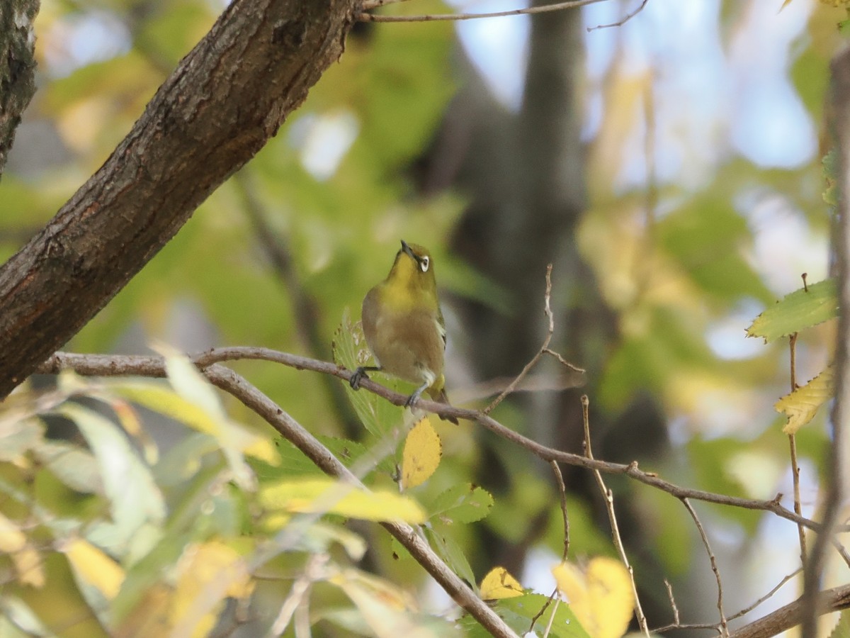 Окулярник японський - ML645435580