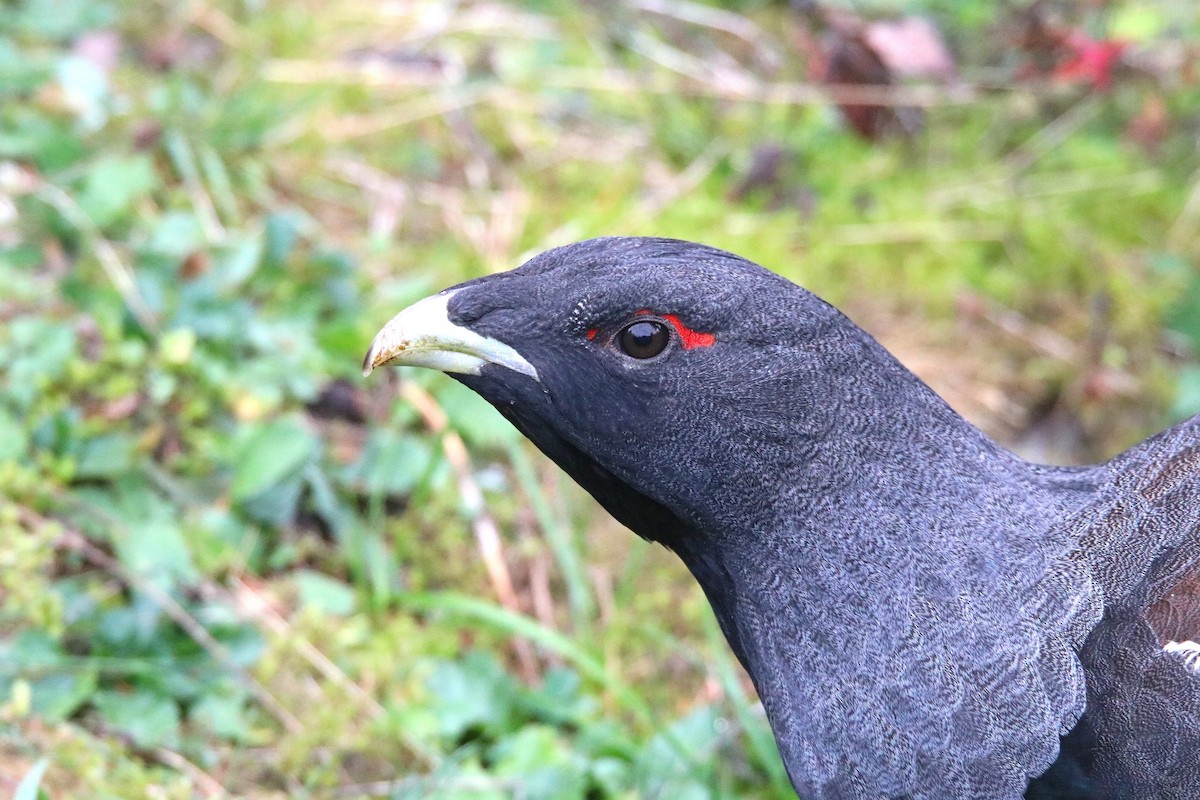 Western Capercaillie - ML645435584