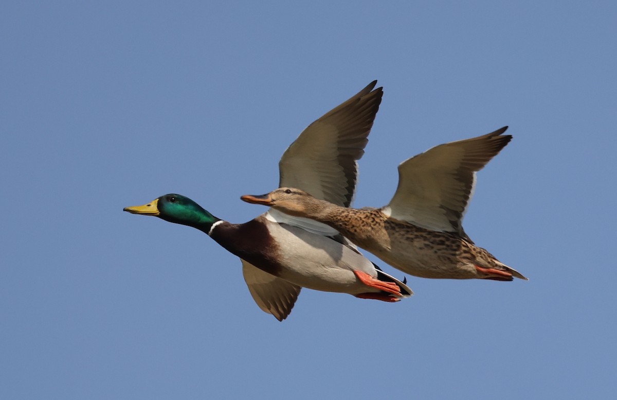 Mallard - ML645435590