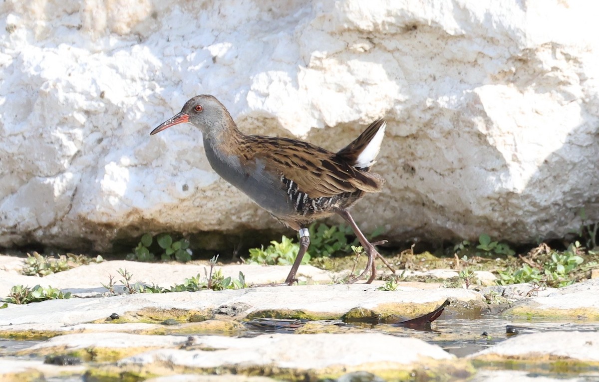 Water Rail - ML645435591