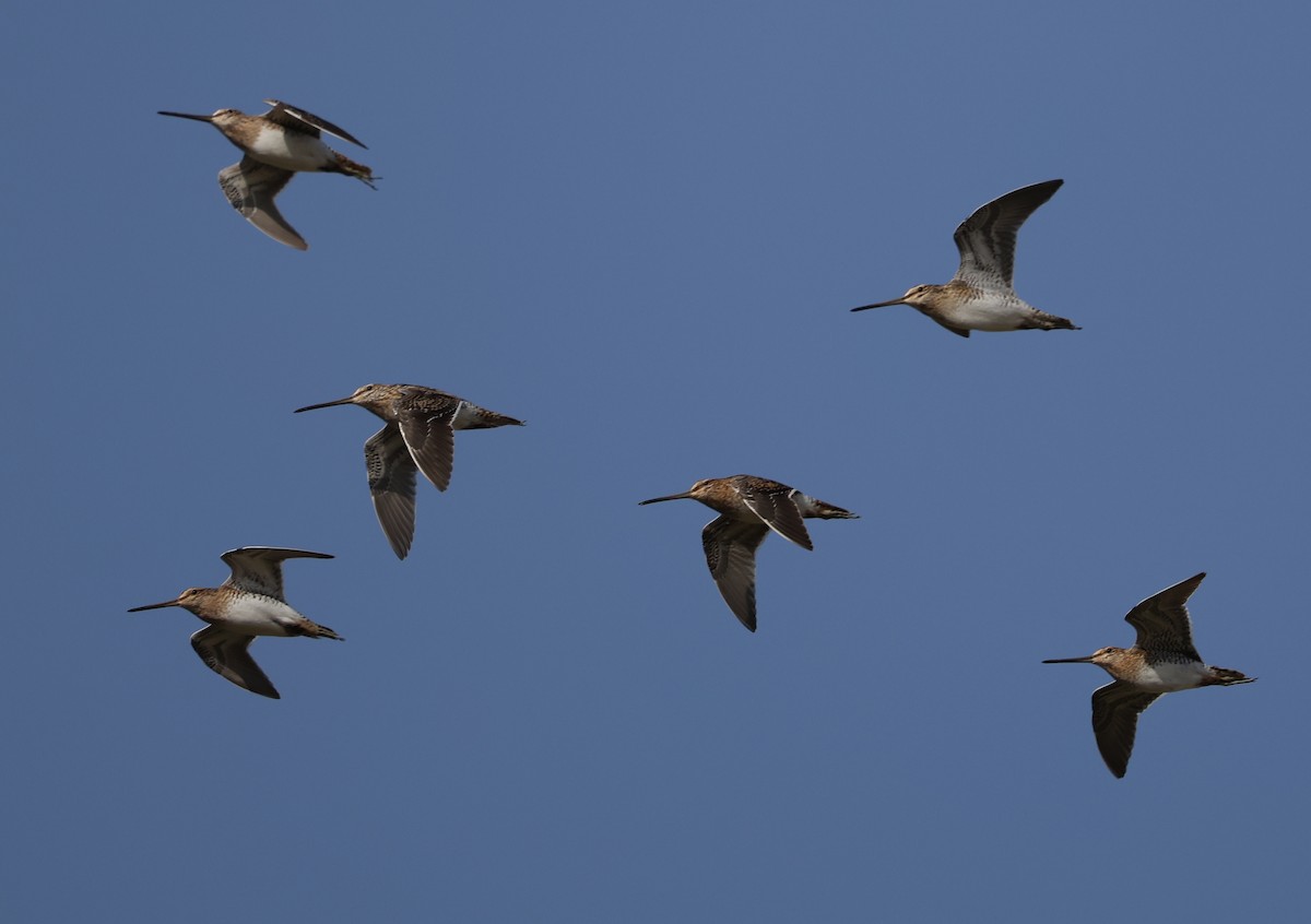 חרטומית ביצות - ML645435592