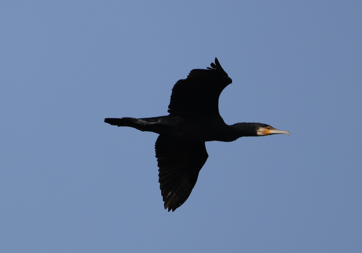 Kormoran - ML645435593