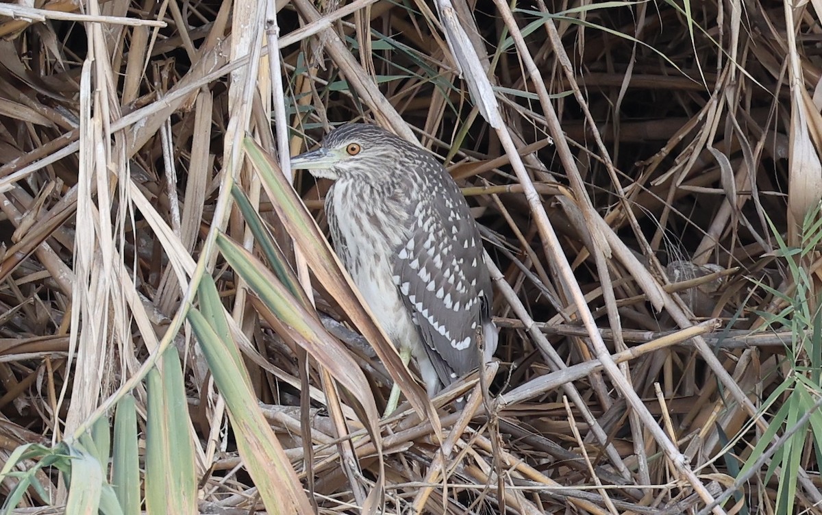 Black-crowned Night Heron - ML645435594