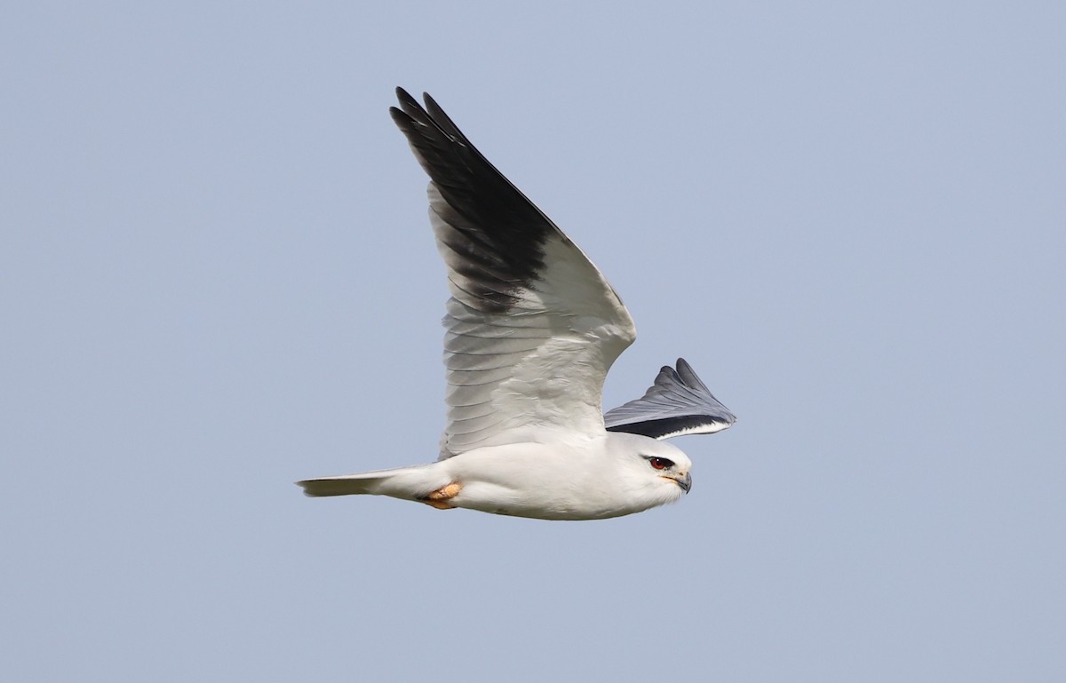 Black-winged Kite - ML645435595