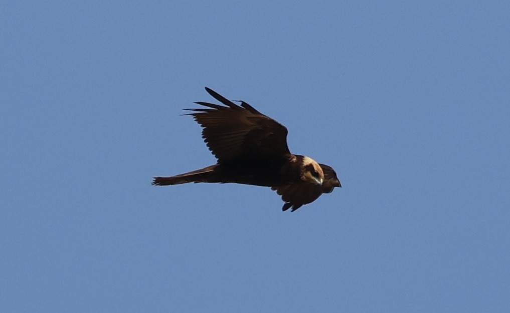 Western Marsh Harrier - ML645435597