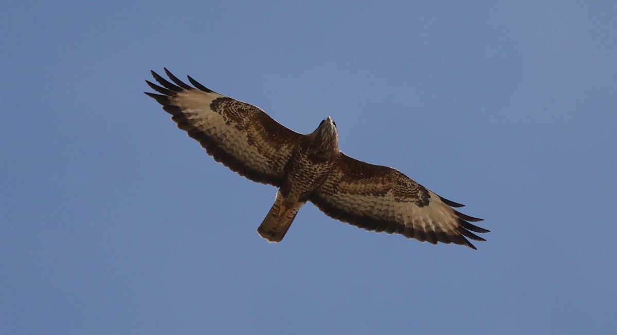 Common Buzzard - ML645435599