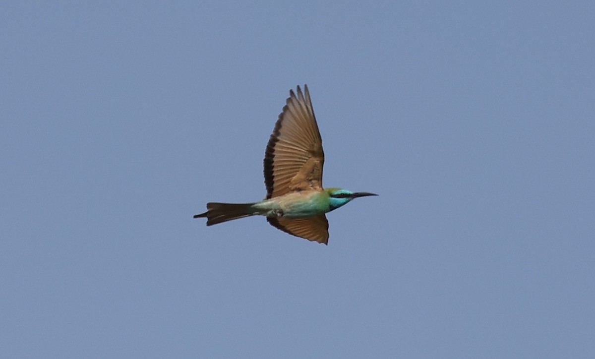 Arabian Green Bee-eater - ML645435600