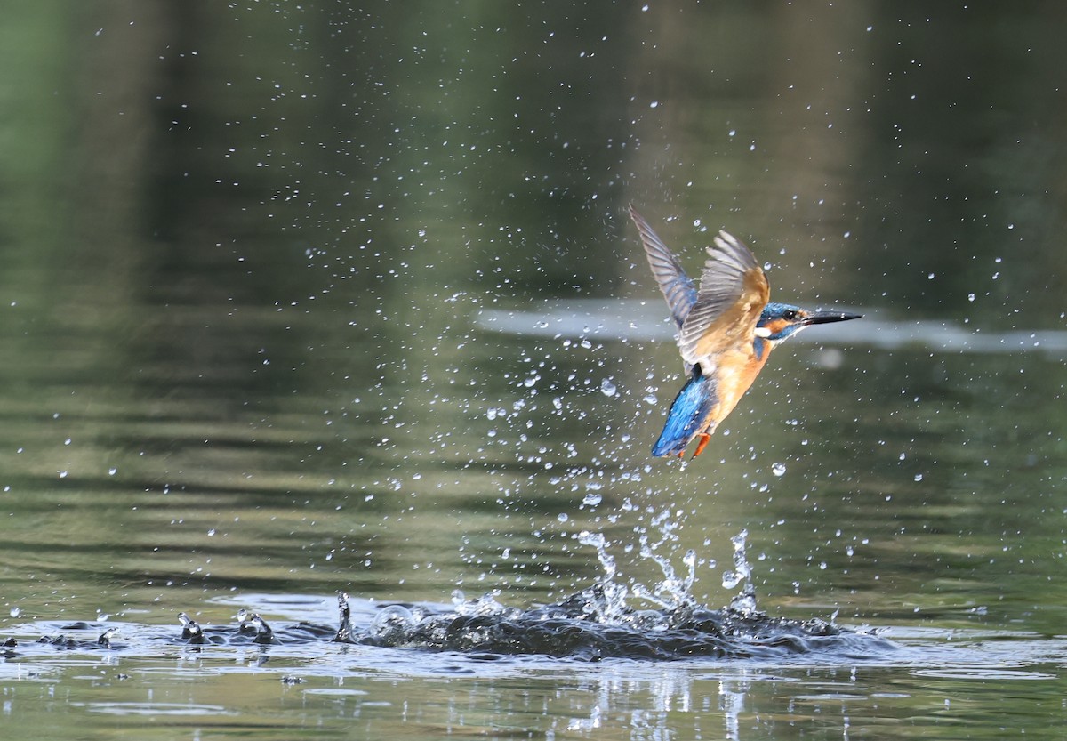 Common Kingfisher - ML645435602