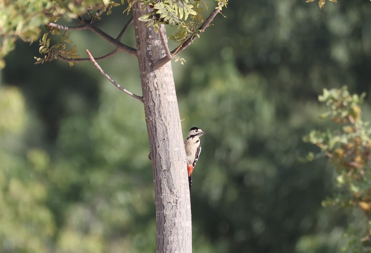 Syrian Woodpecker - ML645435605