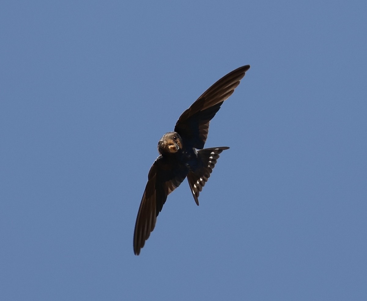 Barn Swallow - ML645435610