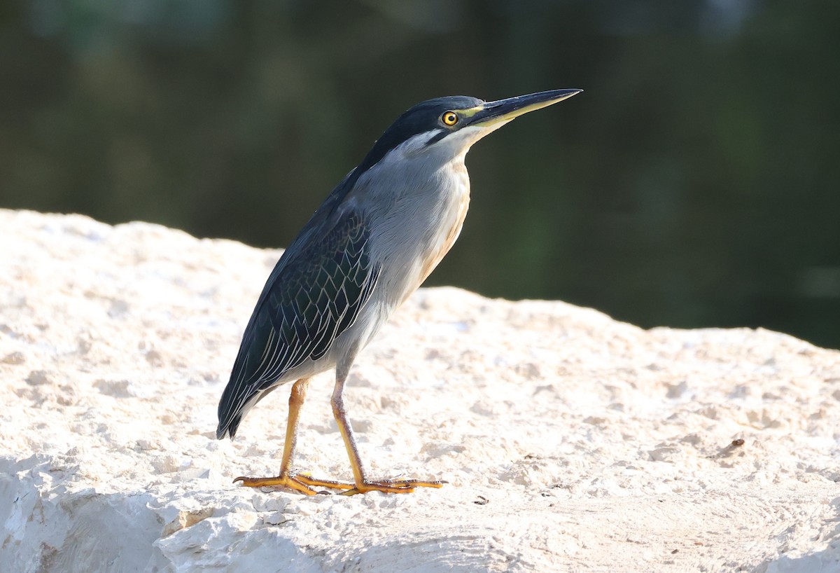 Little Heron - ML645435619