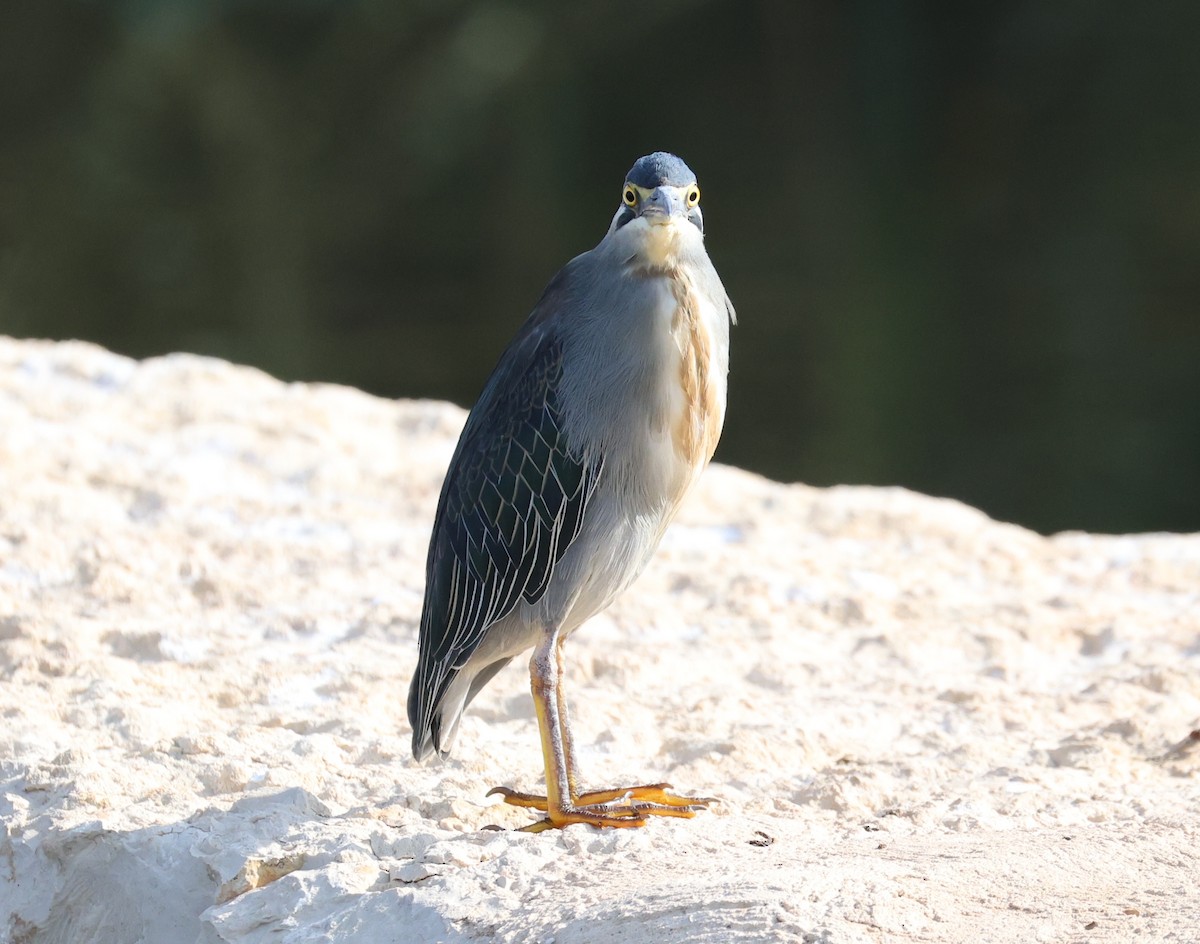 Little Heron - ML645435620