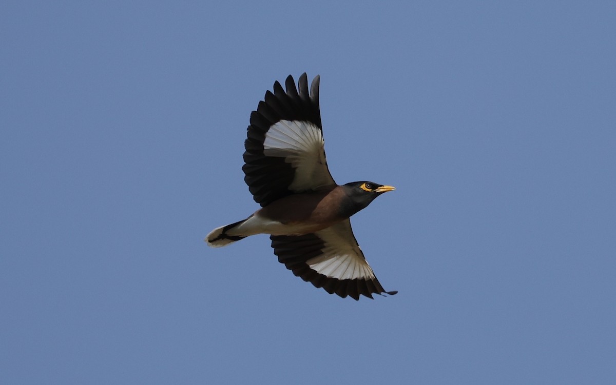 Common Myna - ML645435623