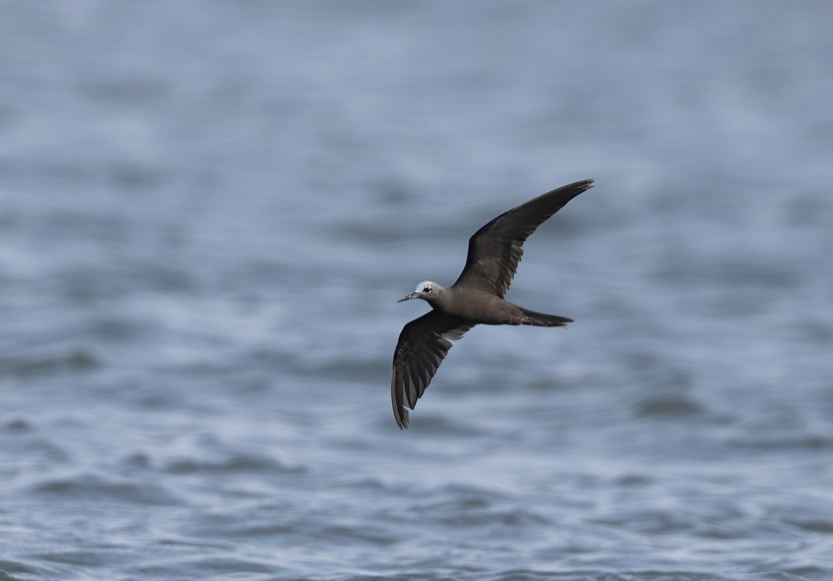 Lesser Noddy - ML645435625