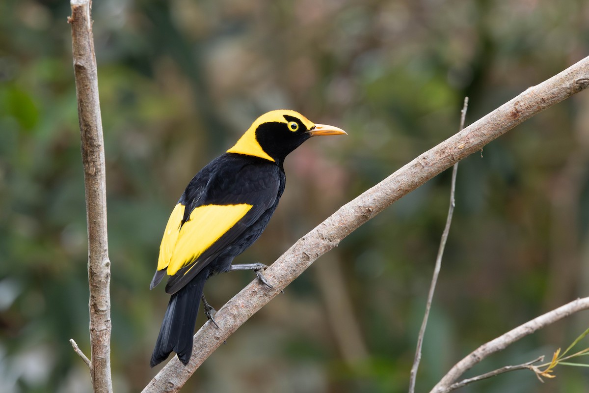 Regent Bowerbird - ML645435626