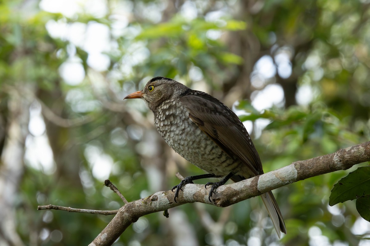 Regent Bowerbird - ML645435627
