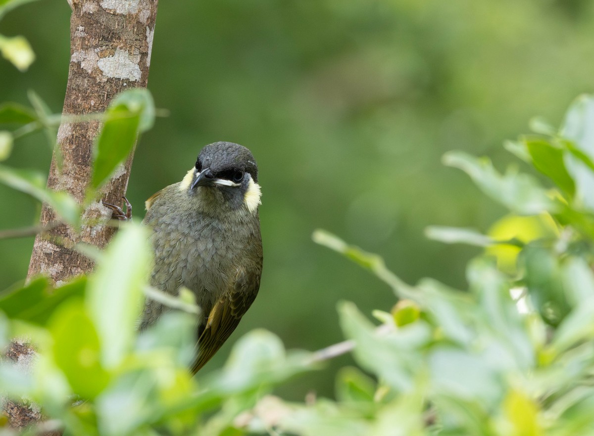 Lewin's Honeyeater - ML645435632