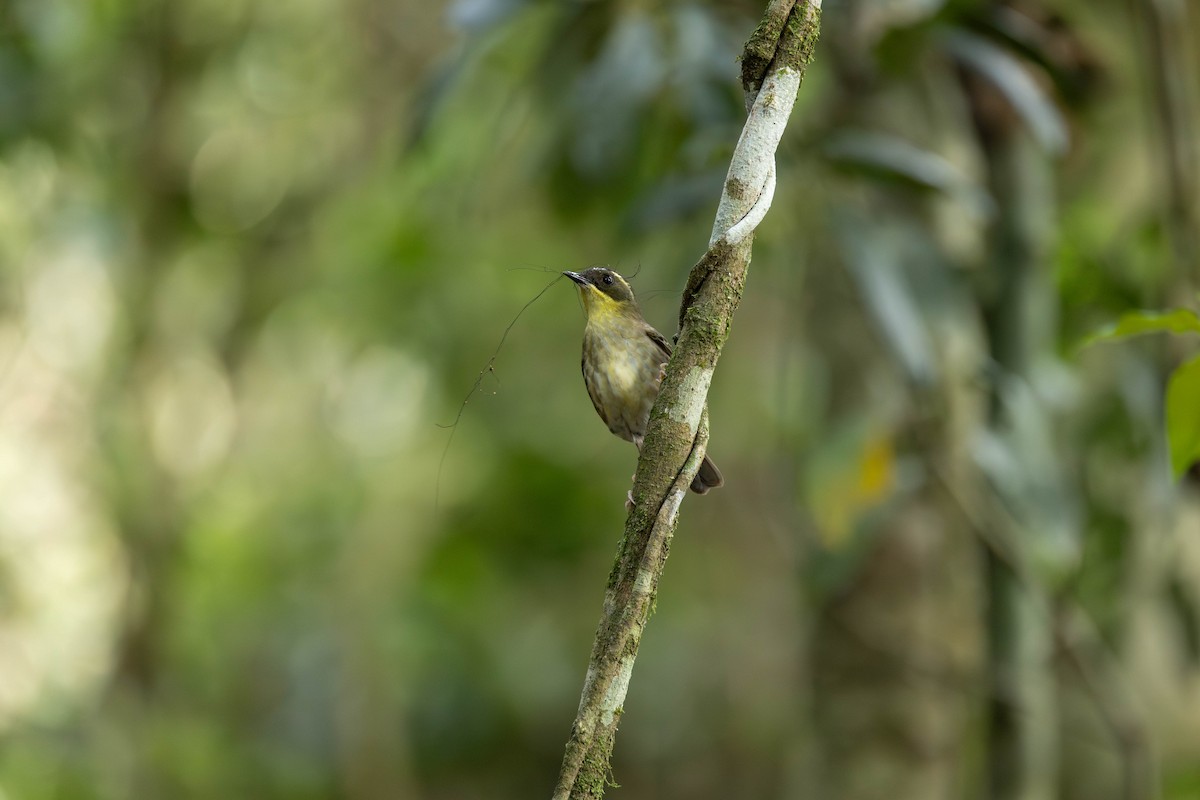 Yellow-throated Scrubwren - ML645435633