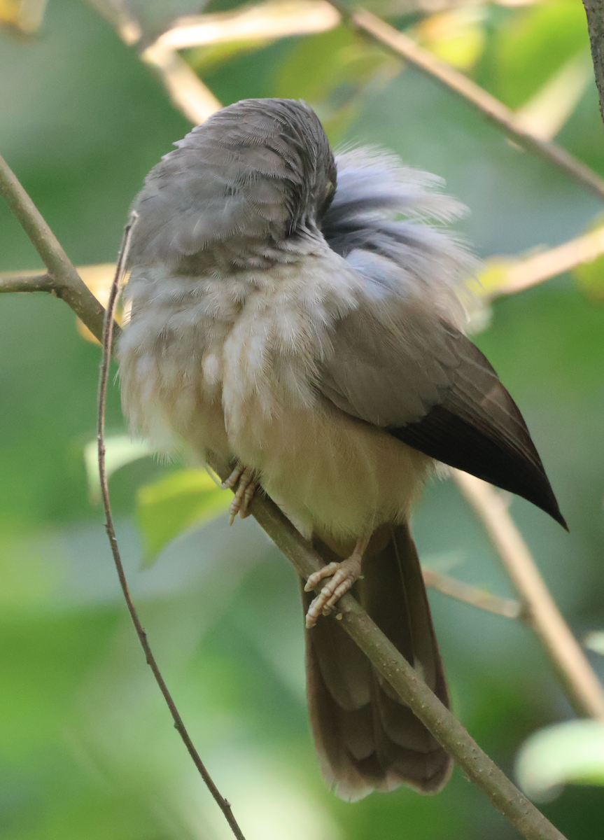 Jungle Babbler - ML645435636